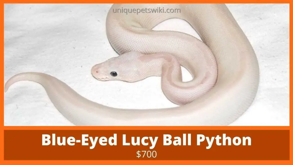 Blue Eyed Lucy Ball Python
