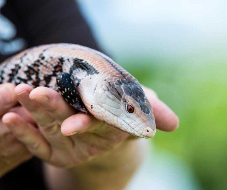 View of Baby And Juvenile Blue Tongue Skinks Care Guidelines