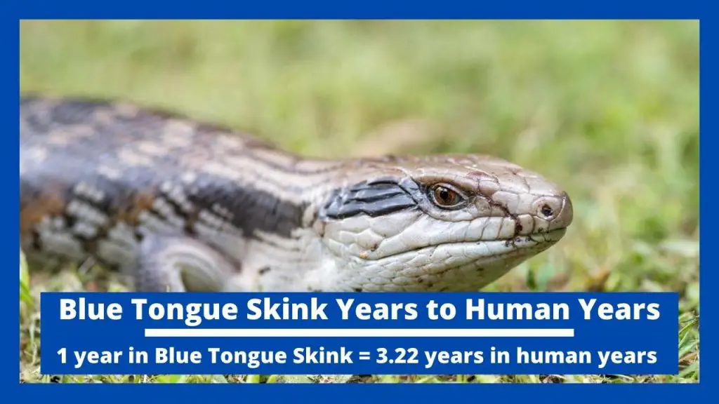 Blue Tongue Skink Years to Human Years