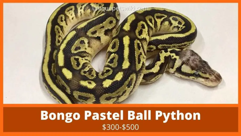 Bongo Pastel Ball Python
