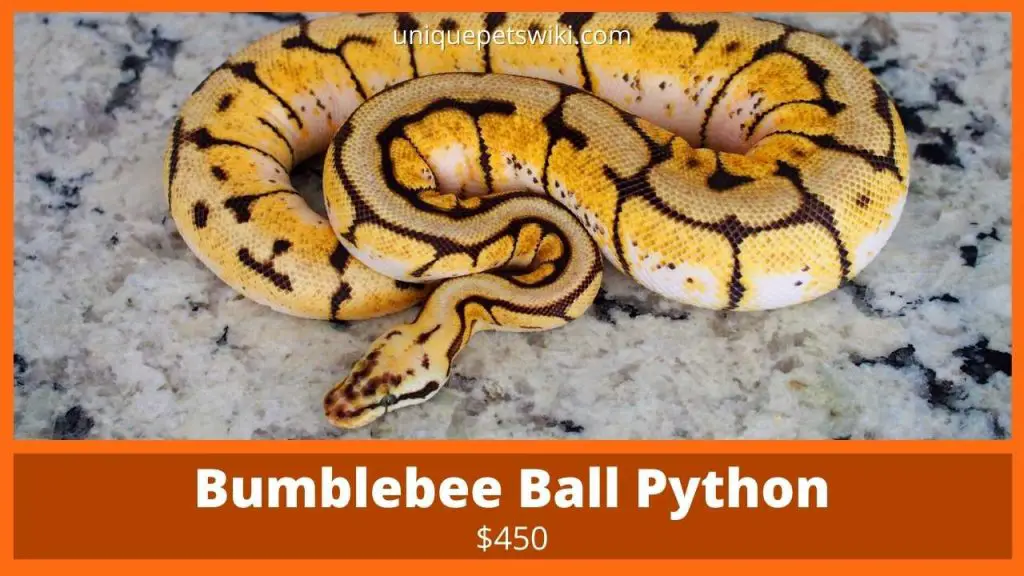 Bumblebee Ball Python