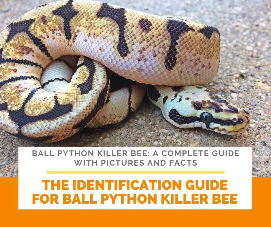 The Identification Guide For Ball Python Killer Bee