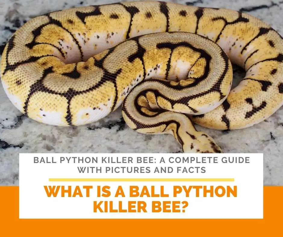 What Is A Ball Python Killer Bee?