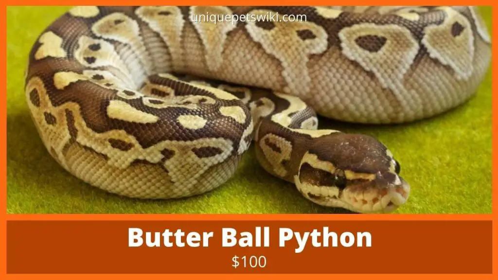 Butter Ball Python