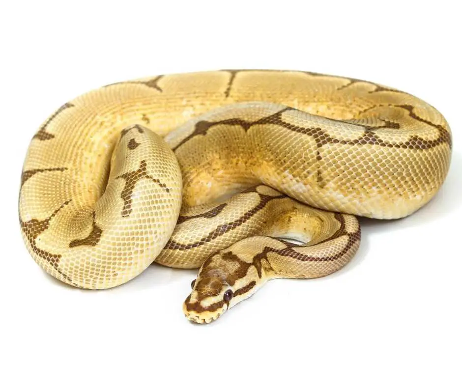 Butter Morph Ball Python