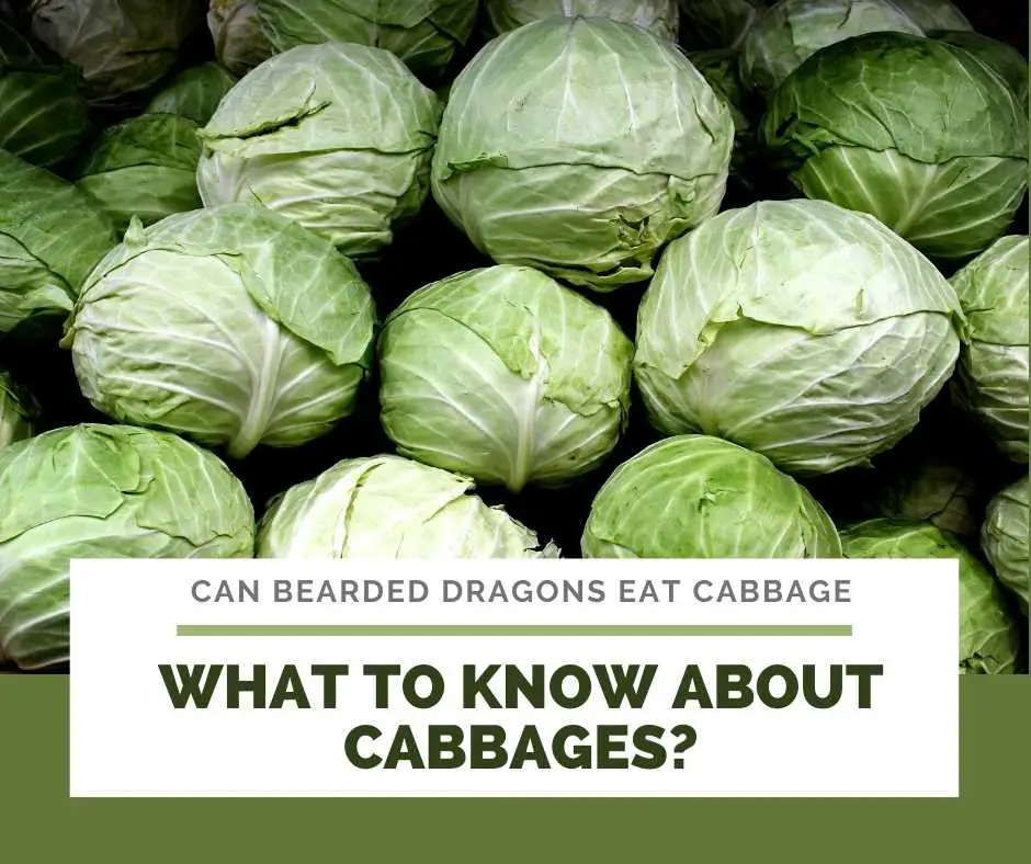 What To Know About Cabbages?