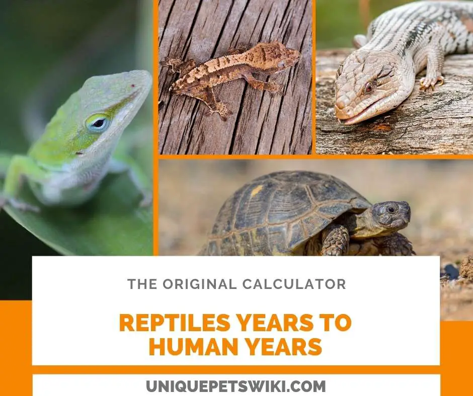 calculate reptiles years to human years