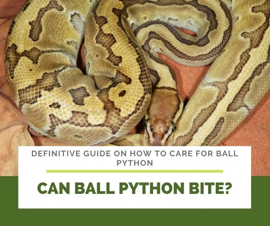 Can Ball Python Bite?