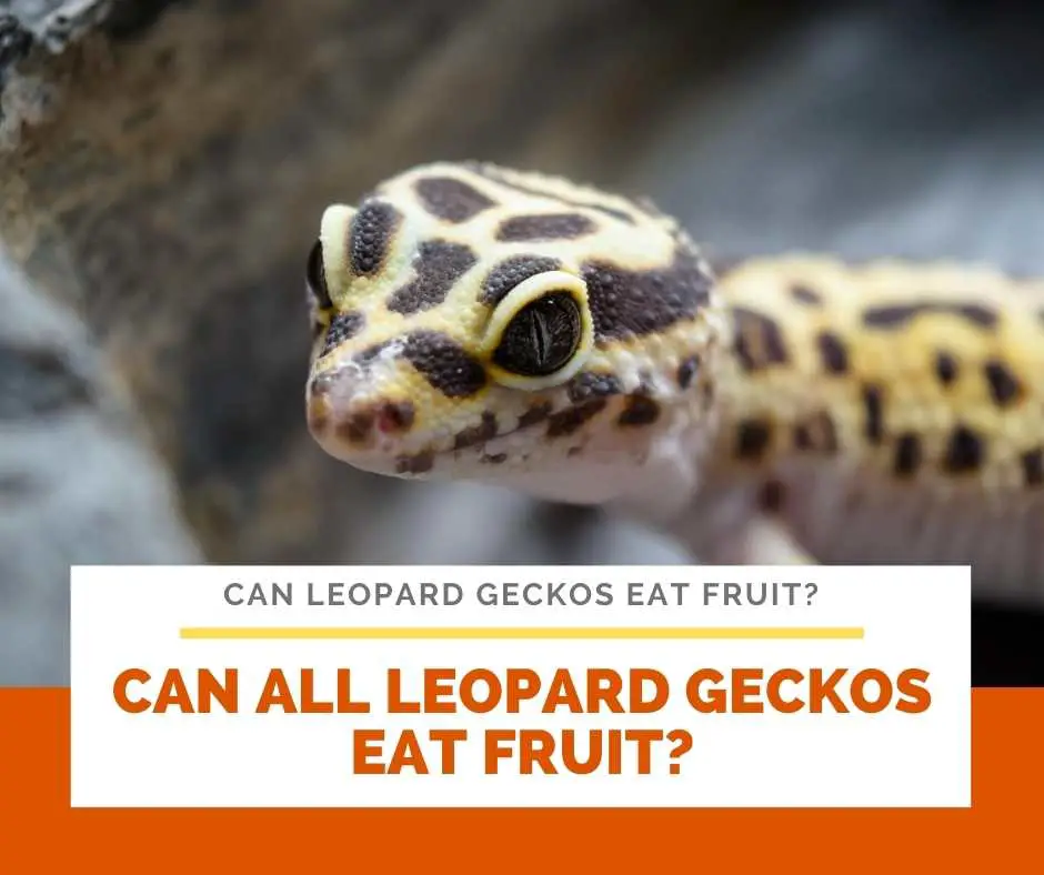 Can All Leopard Geckos Eat Fruit?