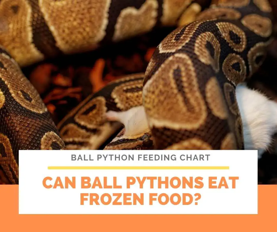 Can Ball Pythons Eat Frozen Food?