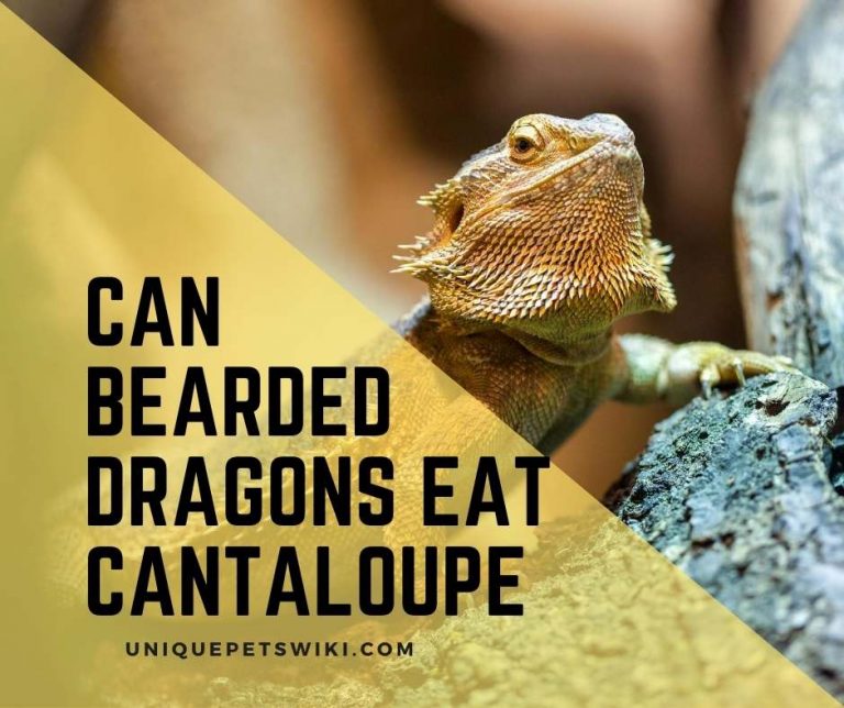 Can Bearded Dragons Eat Cantaloupe? You Didn't Know This