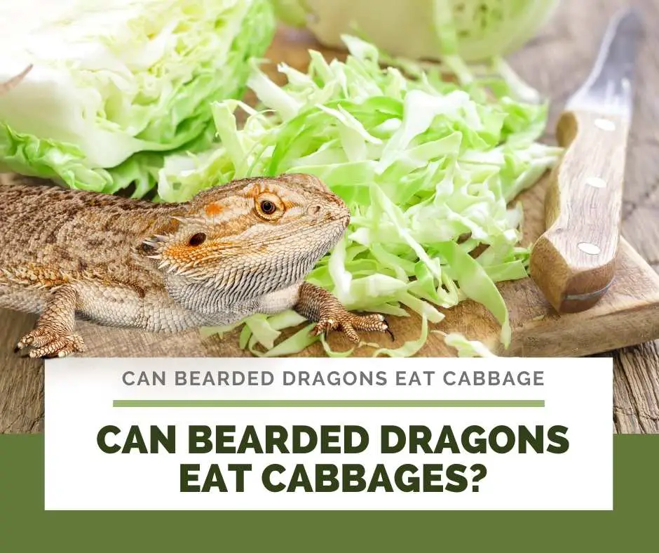 Can Bearded Dragons Eat Cabbages?