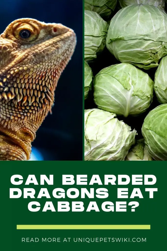 Can Bearded Dragons Eat Cabbage Pinterest Pin
