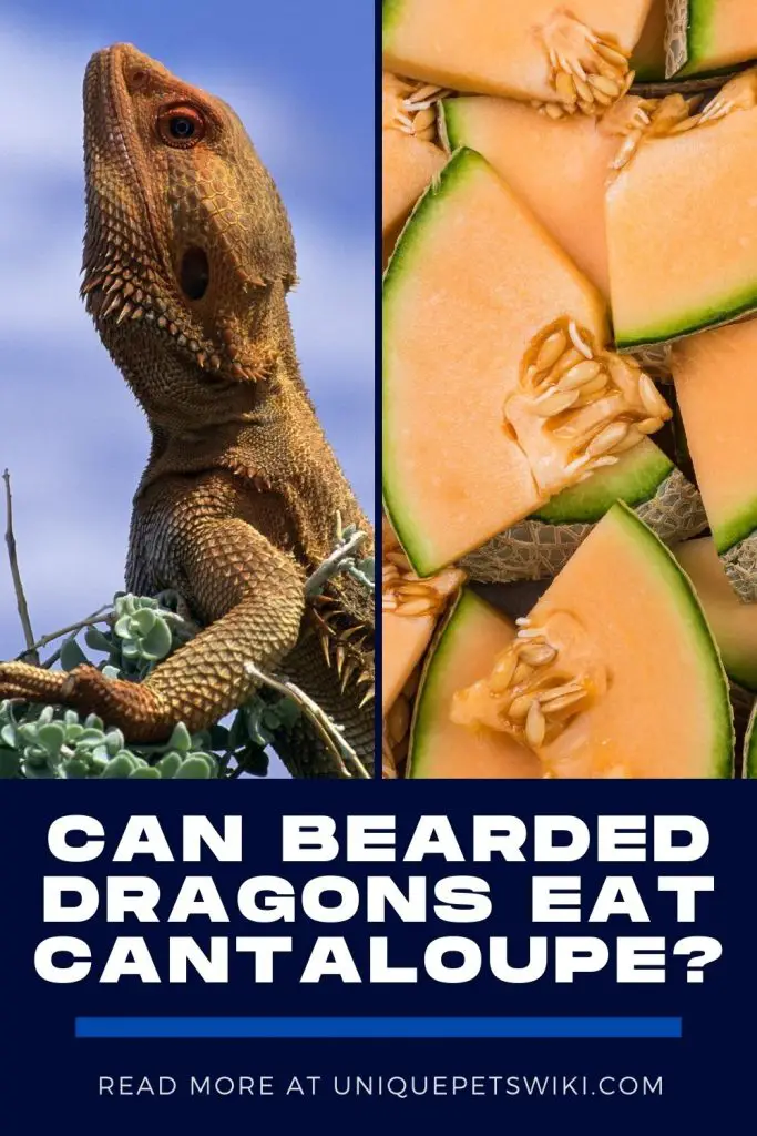 Can Bearded Dragons Eat Cantaloupe