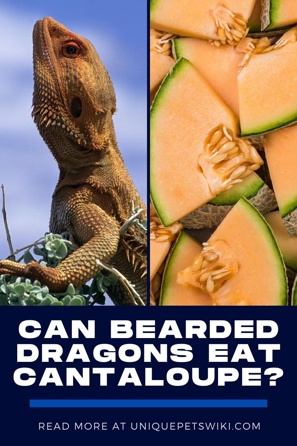 Can Bearded Dragons Eat Cantaloupe? You Didn't Know This