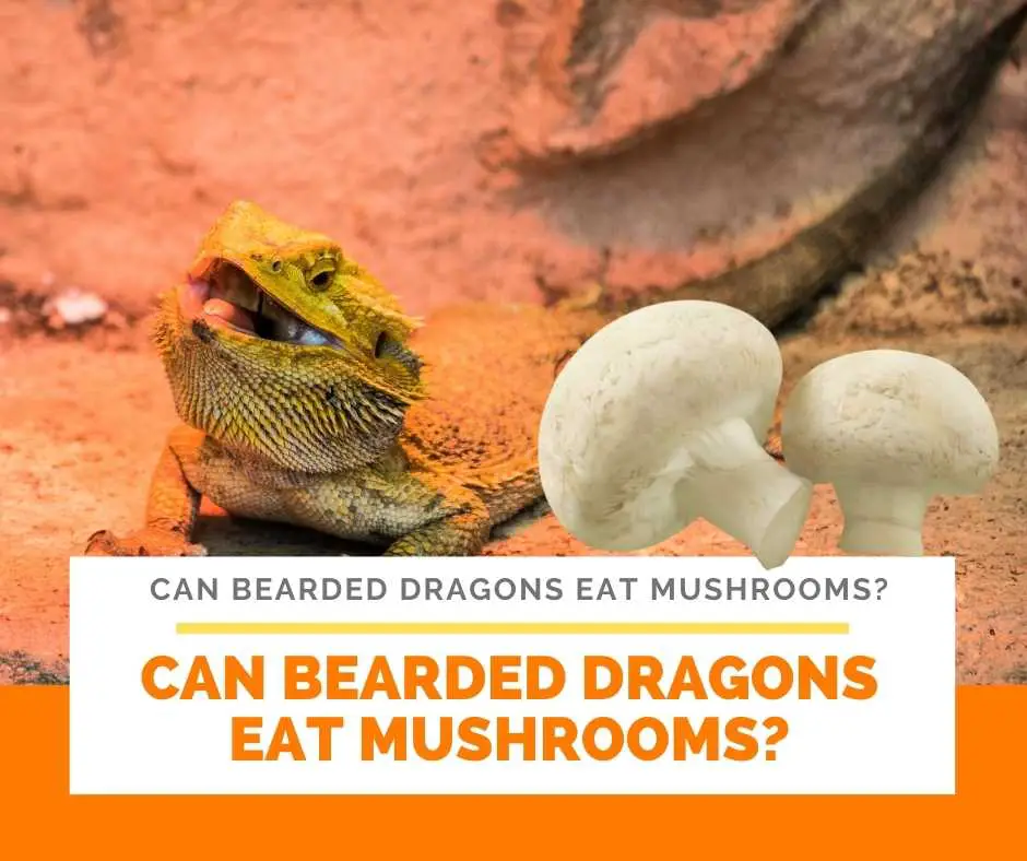 Can Bearded Dragons Eat Mushrooms?