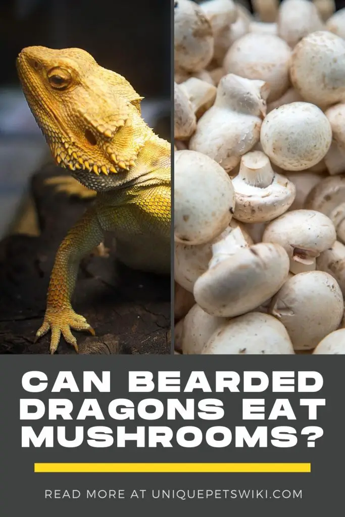 Can Bearded Dragons Eat Mushrooms Pinterest Pin