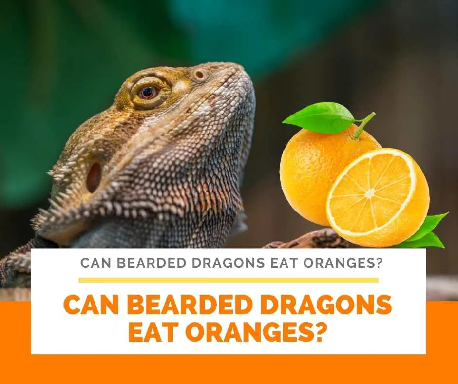 Can Bearded Dragons Eat Oranges?