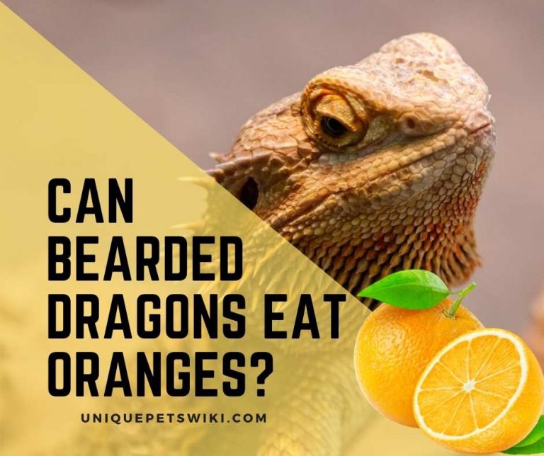 Can Bearded Dragons Eat Oranges?