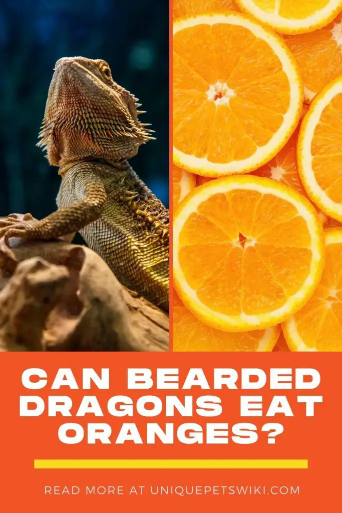 Can Bearded Dragons Eat Oranges Pinterest Pin