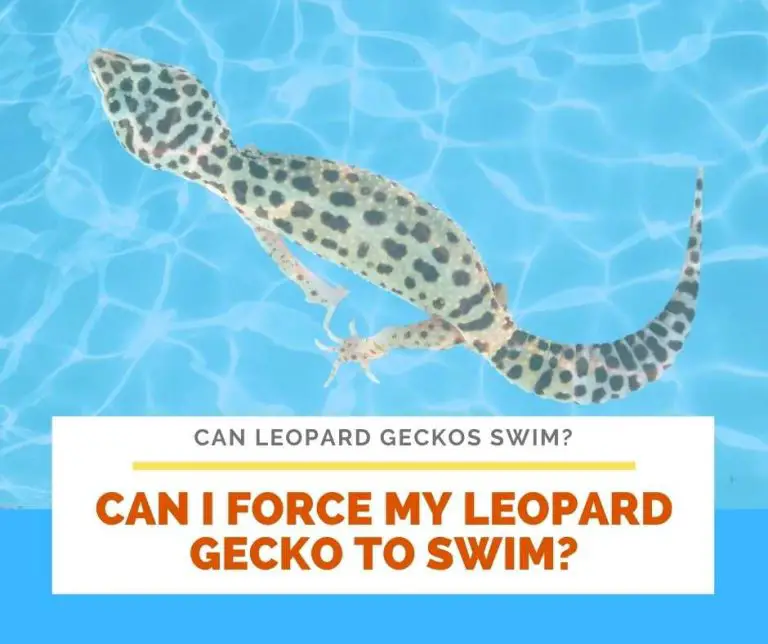 Can Leopard Geckos Swim? 03 FREE Tips To Bathe Your Leos