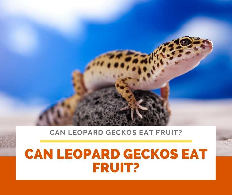 Can Leopard Geckos Eat Fruit?