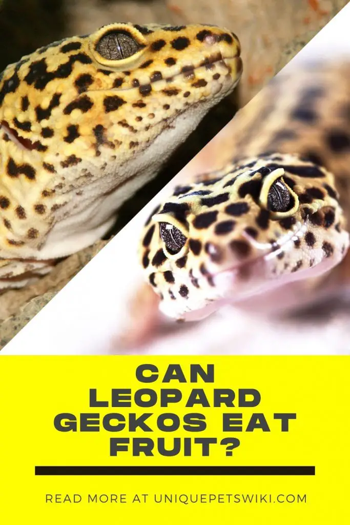 Leopard Gecko Pinterest Pin