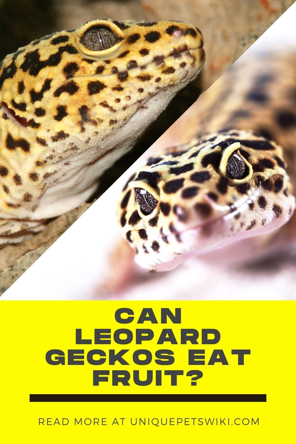 Can Leopard Geckos Eat Fruit? What not to feed them