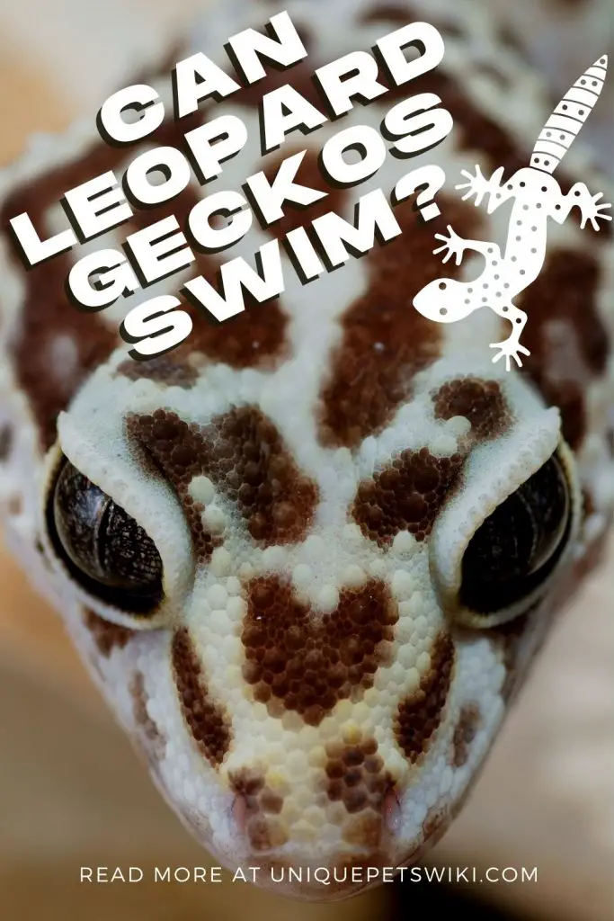 Can Leopard Geckos Swim Pinterest Pin