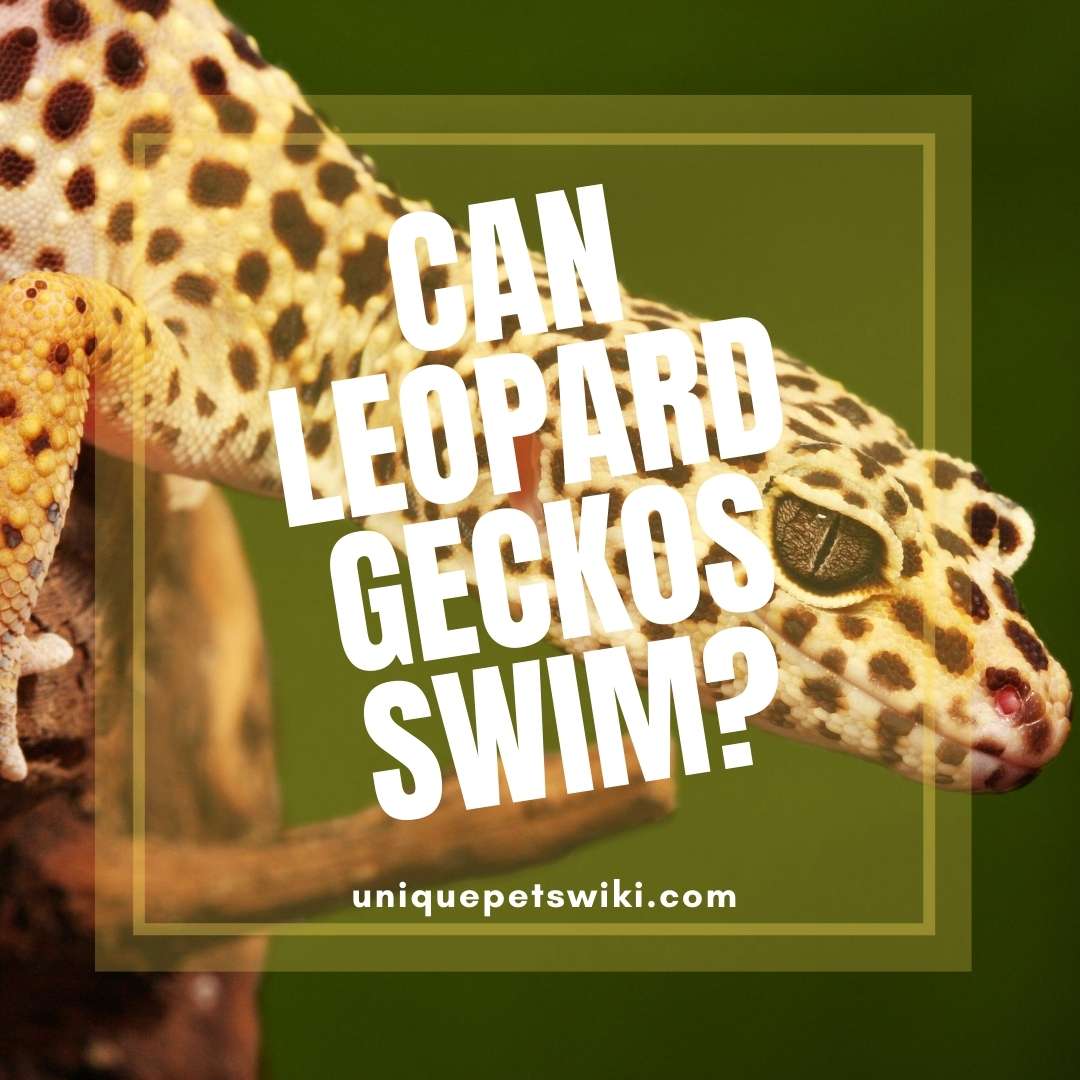 Can Leopard Geckos Swim 03 FREE Tips To Bathe Your Leos
