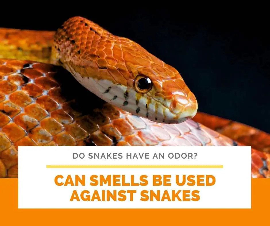 Can Smells Be Used Against Snakes