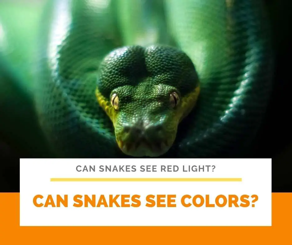 Can Snakes See Colors?