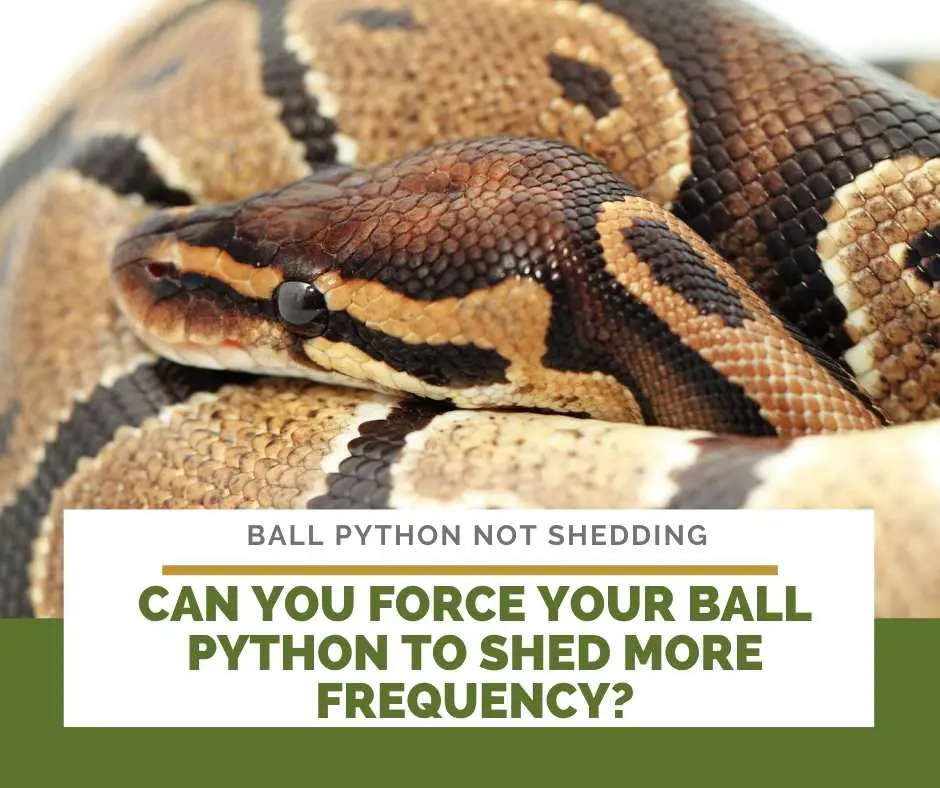 Can You Force Your Ball Python To Shed More Frequency?
