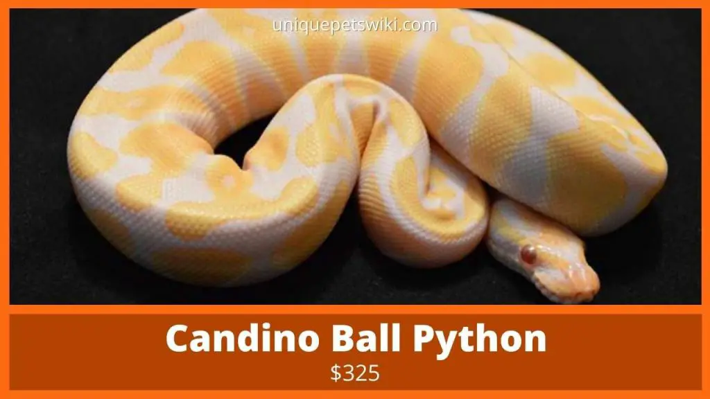 Candino Ball Python