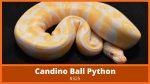 58 Ball Python Morphs: A-Z Morph Color List (With Pictures)
