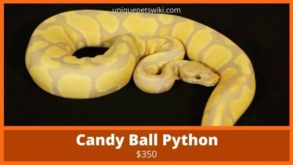 Candy Ball Python
