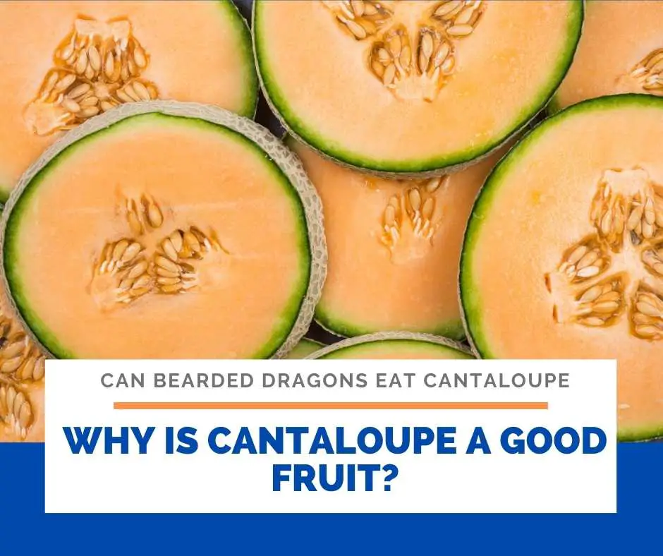 Why Is Cantaloupe A Good Fruit?