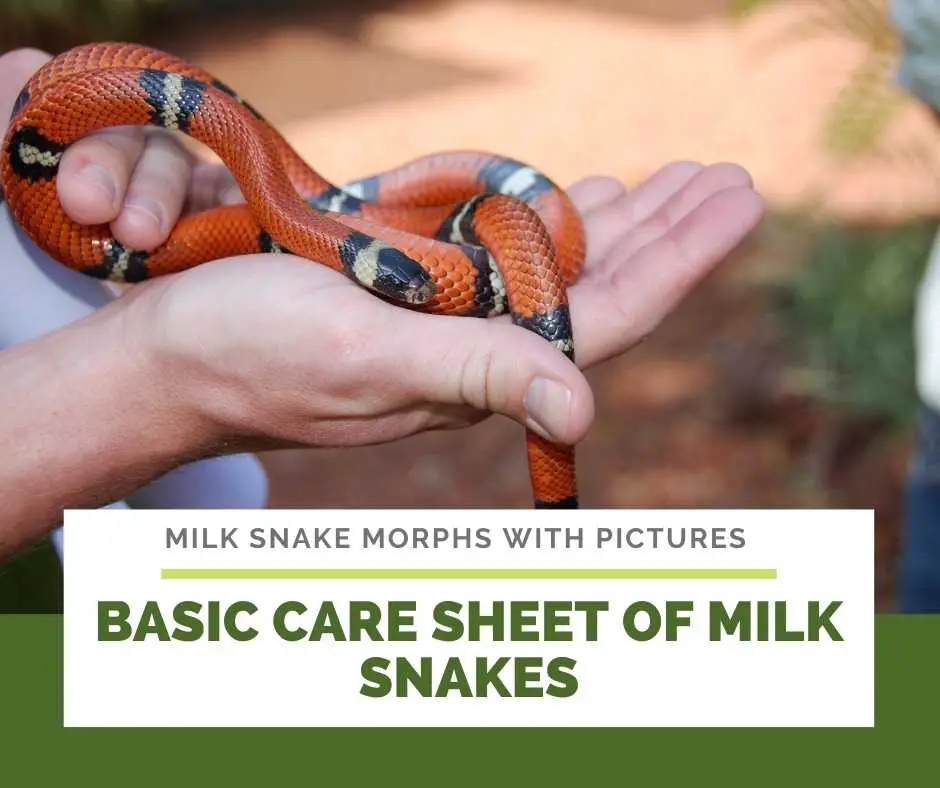 Basic Care Sheet Of Milk Snakes