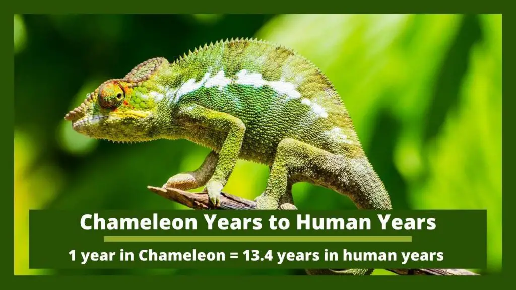 Chameleon Years to Human Years
