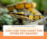 A closer look at Feeding Adult Pet Snakes With Pre Killed Food