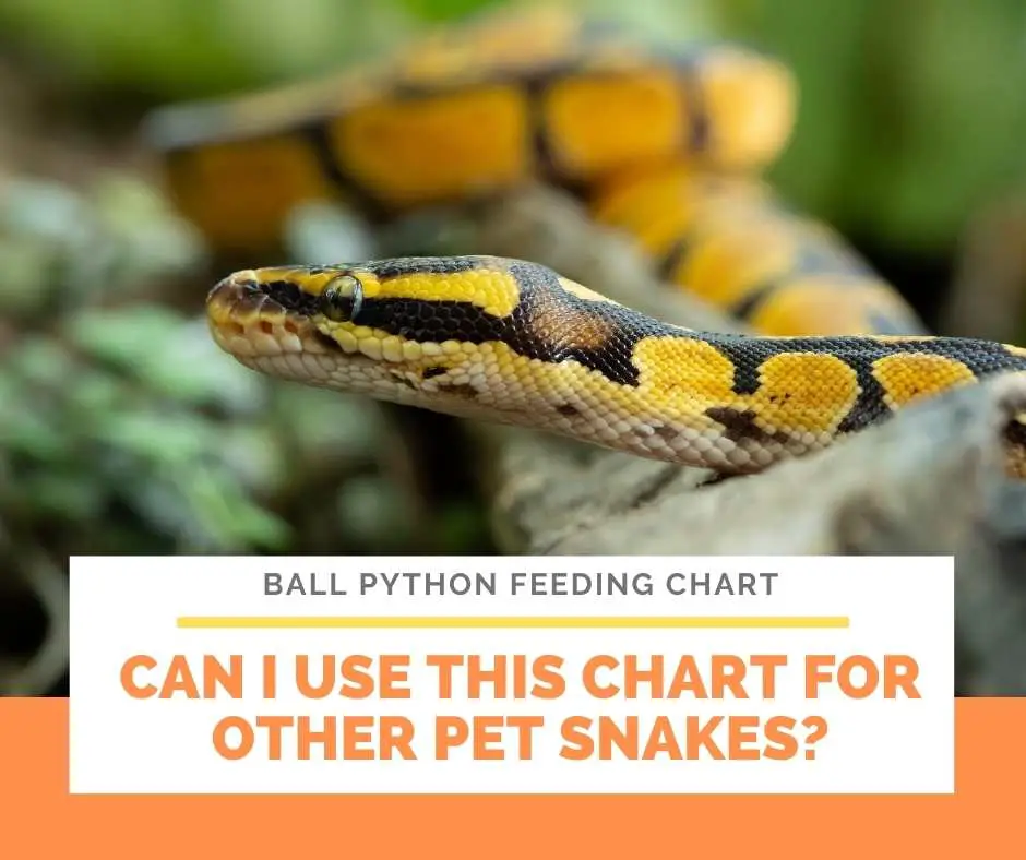Can I Use This Chart For Other Pet Snakes?