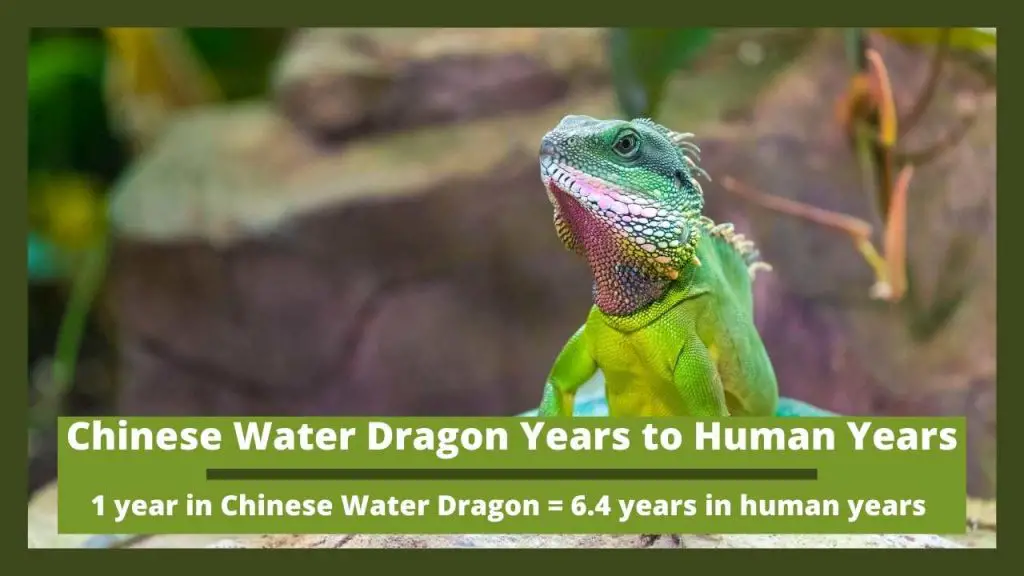 Chinese Water Dragon Years to Human Years
