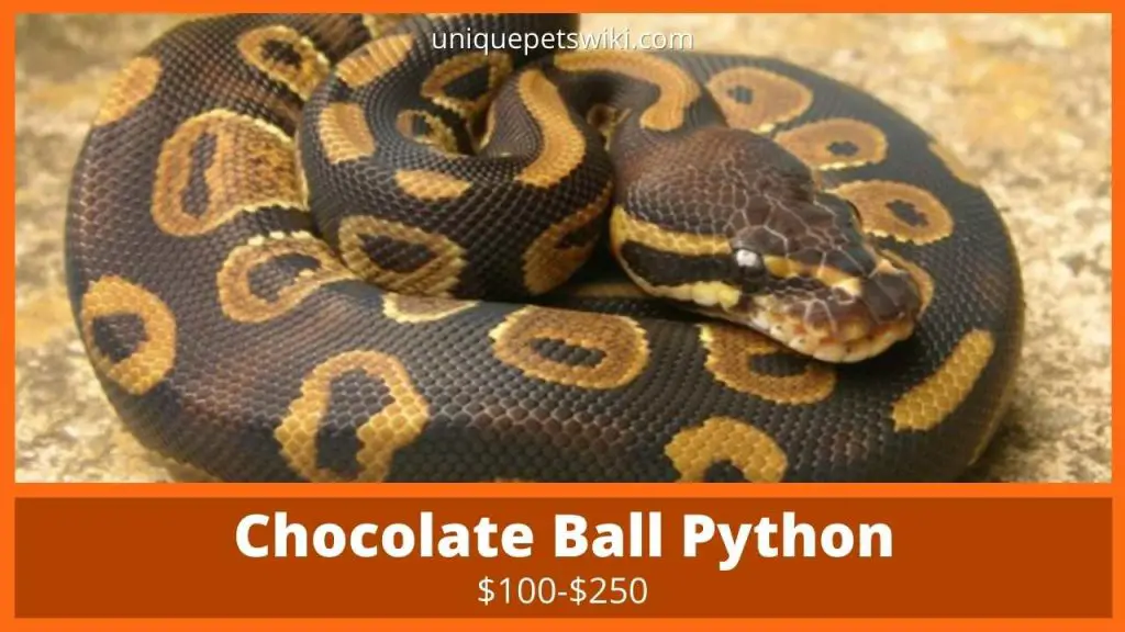 Chocolate Ball Python