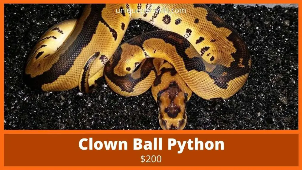 Clown Ball Python
