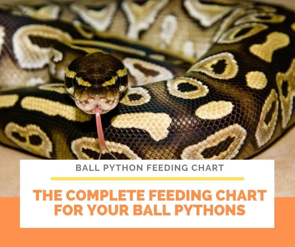 The Complete Feeding Chart For Your Ball Pythons