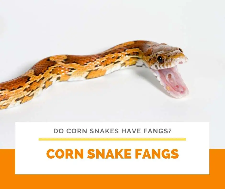 Corn Snake Fangs