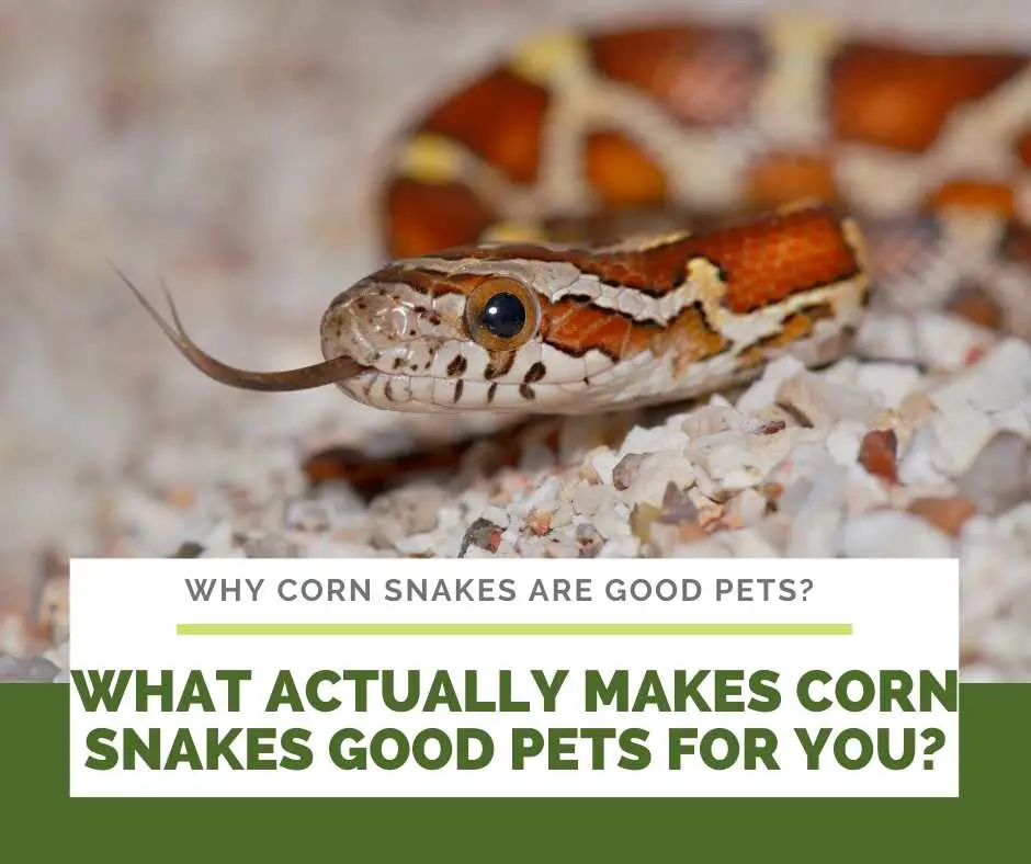 Why Corn Snakes Are Good Pets?