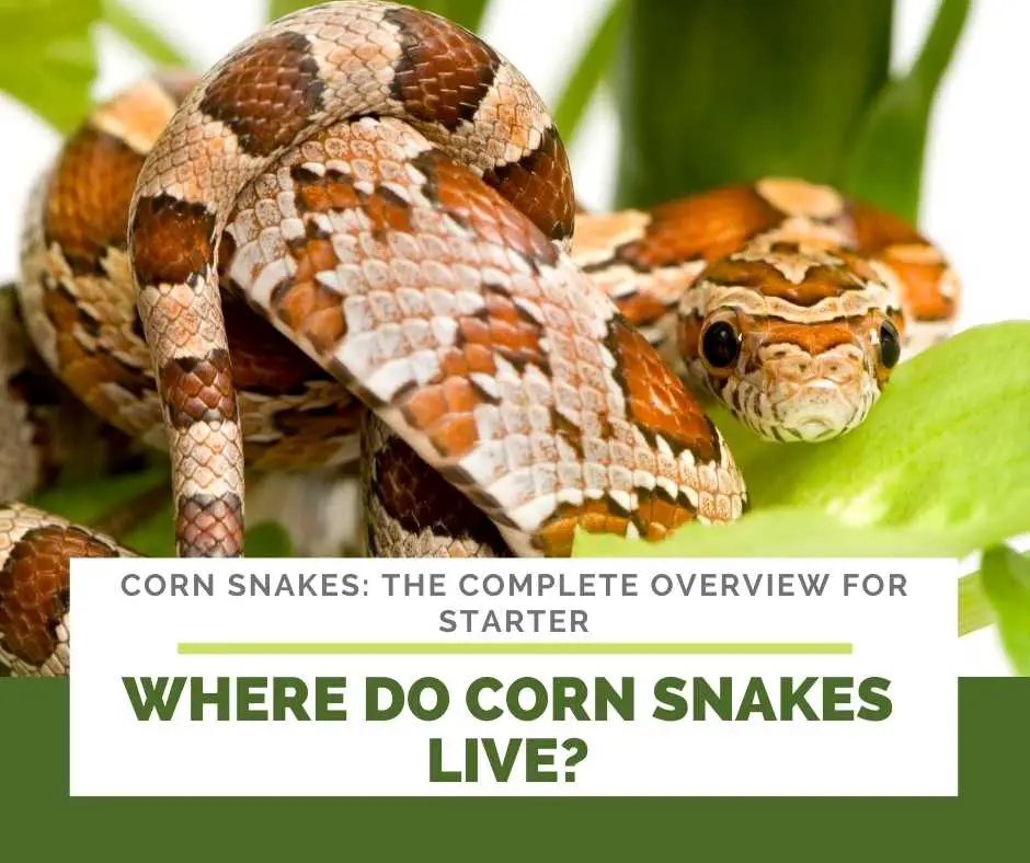 Where Do Corn Snakes Live?