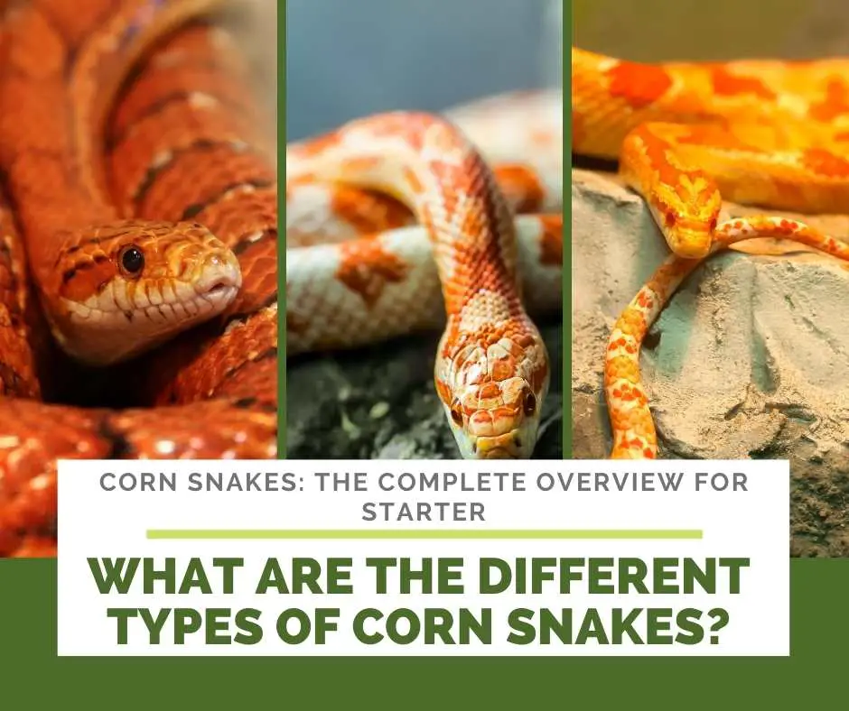 What Are The Different Types Of Corn Snakes?