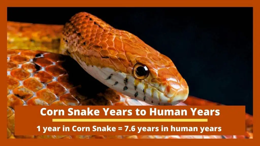 Corn Snake Years to Human Years